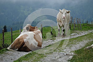 Cows on Alpine Pasture