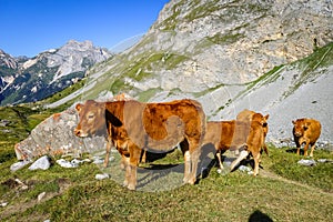 Cows in alpine pasture, Pralognan la Vanoise, French Alps photo