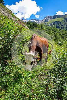 Cows in alpine pasture, Pralognan la Vanoise, French Alps photo