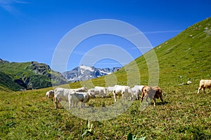 Cows in alpine pasture, Pralognan la Vanoise, French Alps photo