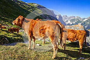 Cows in alpine pasture, Pralognan la Vanoise, French Alps photo