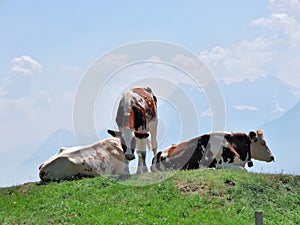 Cows on the Alps photo