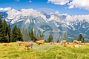 Cows in Alps