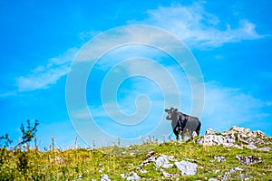 Cows on Alps meadow in Austria, near Schafberg hill. Cows are looking to lake in far