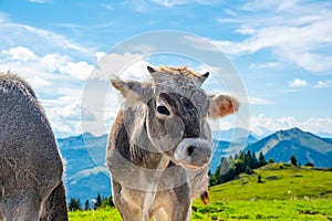 Cows on Alps meadow in Austria, near Schafberg hill. Cows are looking to lake in far