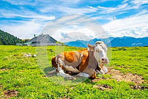 Cows on Alps meadow in Austria, near Schafberg hill. Cows are looking to lake in far