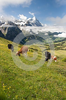 Cows in Alps, Switzerland