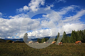 Cows in the Altai mountains, Russia