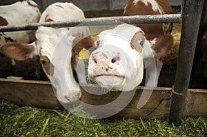 Cows on animal farm