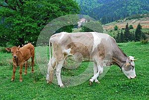 Cows (animal husbandry in Romania)