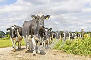 Cows approaching, walking on a path in a pasture under a blue sky, herd in a row, on a road in line