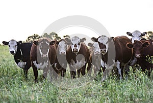 Cows in the Argentine