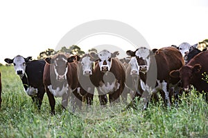 Cows in the Argentine