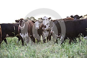 Cows in the Argentine