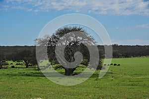 Cows in the Argentine countryside, La Pampa,