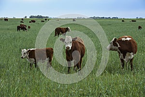 Cows in the Argentine countryside, La Pampa,