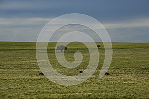 Cows in the Argentine countryside, La Pampa,