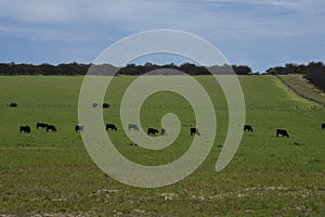 Cows in the Argentine countryside, La Pampa,