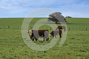 Cows in the Argentine countryside, La Pampa,