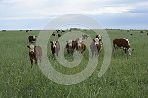 Cows in the Argentine countryside, La Pampa, photo