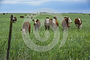 Cows in the Argentine countryside, La Pampa, Patagonia,