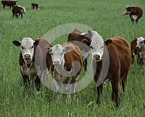 Cows in the Argentine countryside, La Pampa, photo