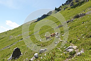 Cows in Armkarwand, Gosausee valley, Austria