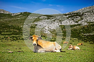 Cows around Covadonga lakes, Picos de Europa, Asturias, Spain