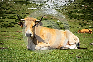 Cows around Covadonga lakes, Picos de Europa, Asturias, Spain