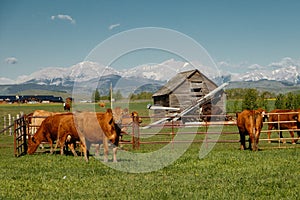 Cows as traditional farming livestock in southern Alberta, Canada