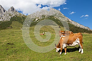 Cows on austrian alp, Austria