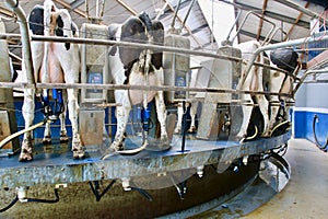 Cows are automatically milked in the milk carousel photo