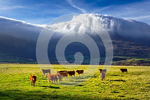 Cows in Ayala valley photo