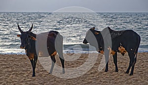 Cows on Baga Beach
