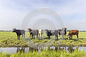 Cows at the bank of a creek, a group standing in a landscape of flat land and water a horizon and blue sky