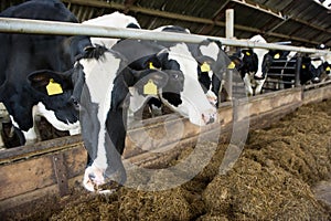 Cows in barn