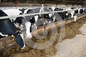 Cows in barn