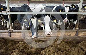 Cows in barn