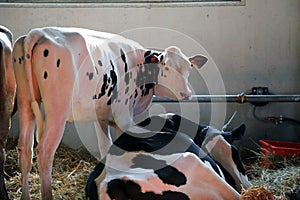 Cows in the barn of the farm in animal husbandry