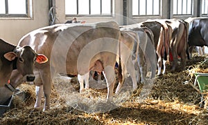 Cows in the barn of the farm in animal husbandry