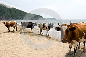 Cows. beach
