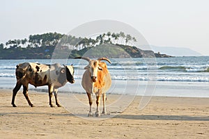 Cows at the beach