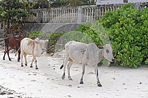 Cows at beach