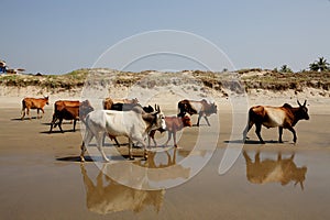 Cows on the beach, Goa