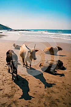 Cows on the beach, Goa, India