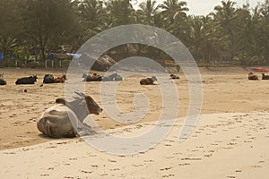 Cows at the beach in Goa, India