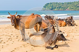 Cows on the beach