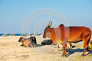 Vacas sobre el Playa 