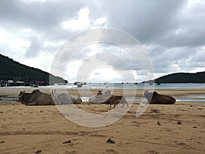 Cows on the beach in Koh Rong Samloem island, Cambodia