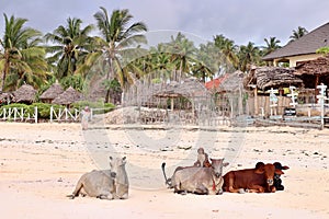 Cows on the beach in Paje, Zanzibar, Africa